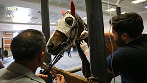 Ветеринарная Область