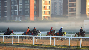 Тренировочная Дорожка